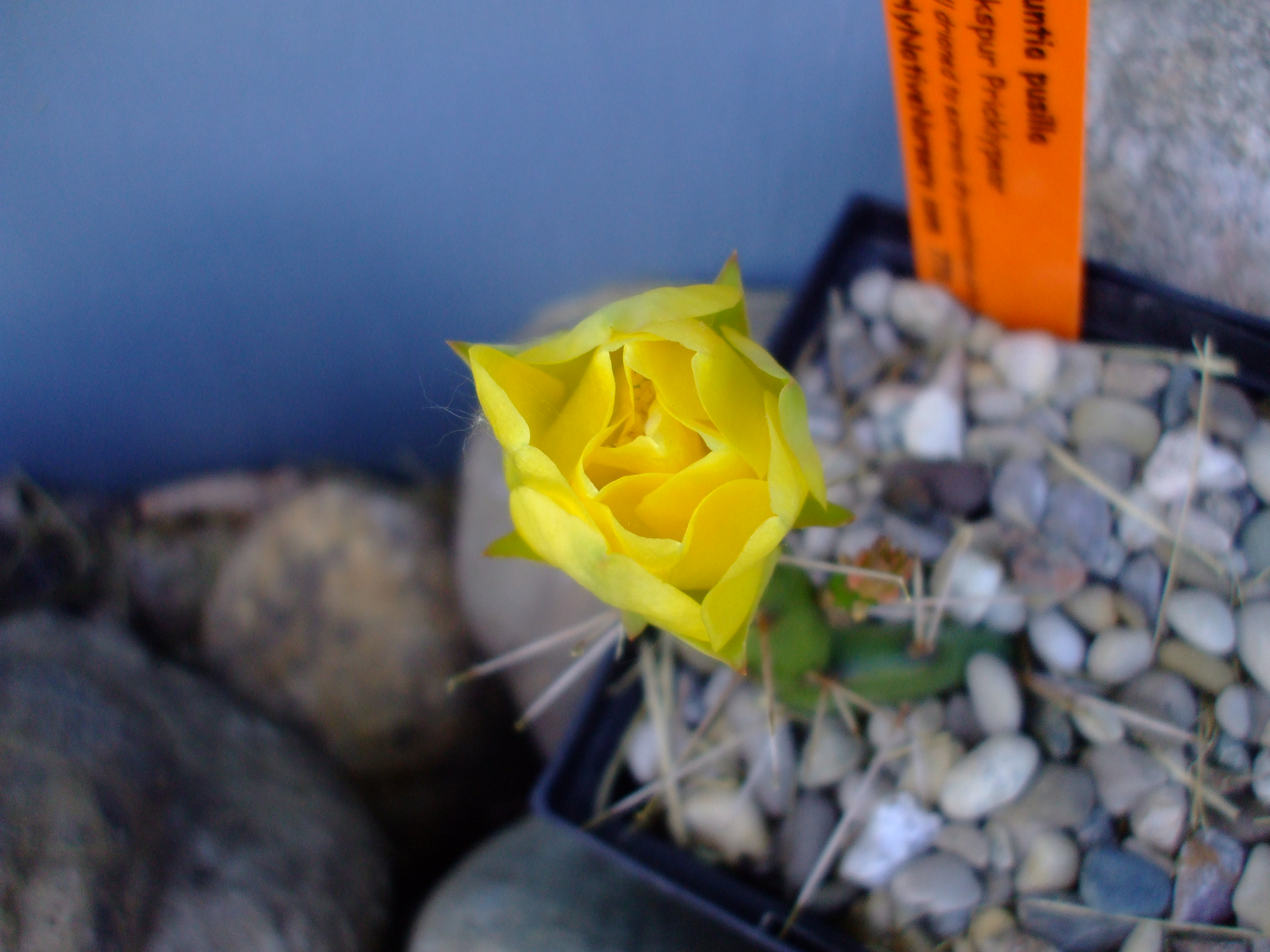 Opuntia pusilla